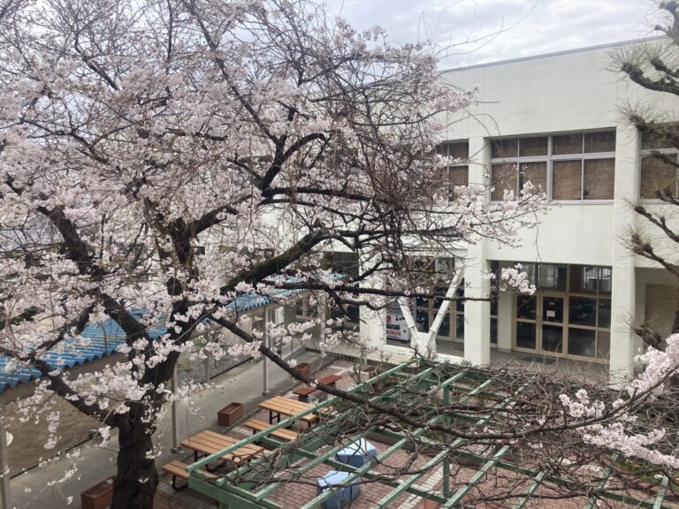 校内の桜が咲き始めました。