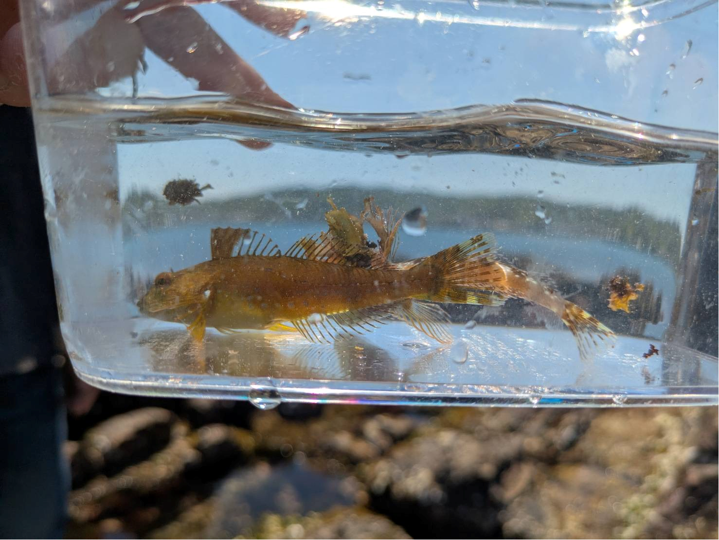 【生物同好会】城之崎の磯探索