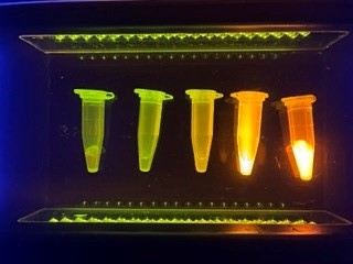 東京大学実験講習[2日目]：タンパク質の精製に挑戦！